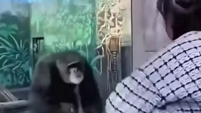 Наконец-то обезьяне показали обезьяну🙉🤣