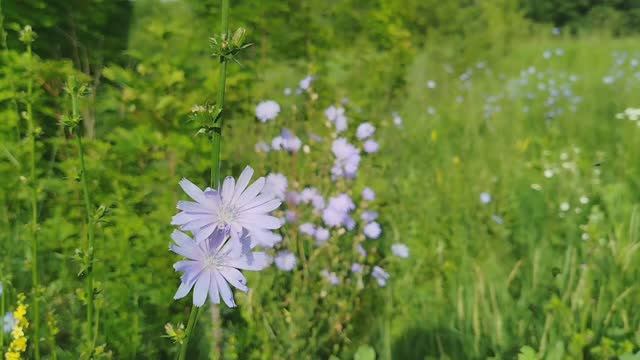 №10. Сорняки и вредители не дремлют//Рабочий инвентарь для огорода #садогород #жизньбезприкрас