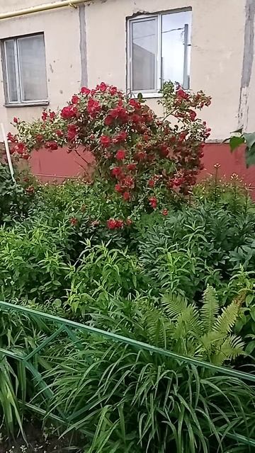 VID_20250623_120724.mp4