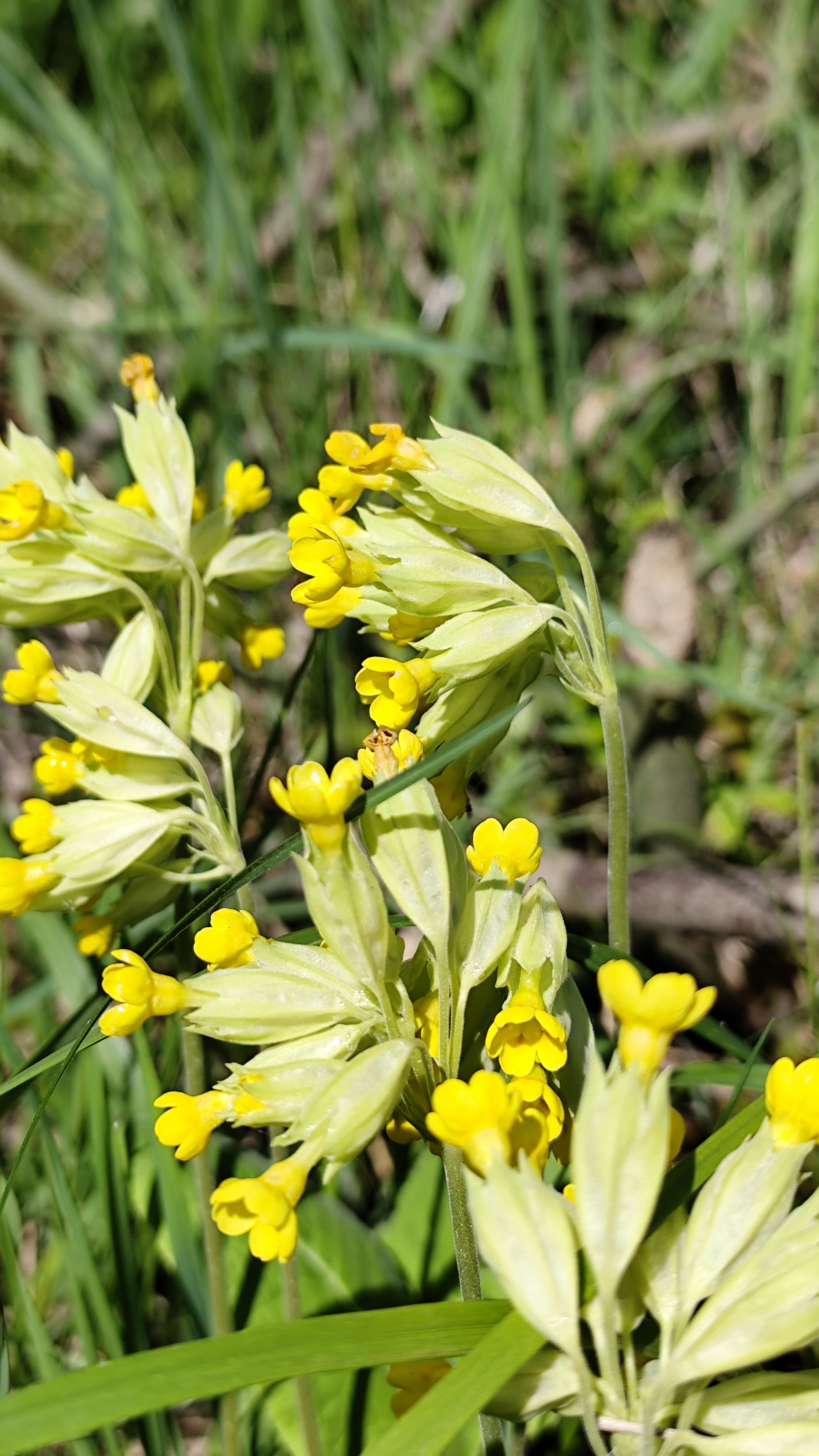 ЧТО БЫ ЖЁНЫ ОТПУСКАЛИ НА РЫБАЛКУ! Цветы с берегов рек!  #рыбалка #fishing #природа #shorts #красота