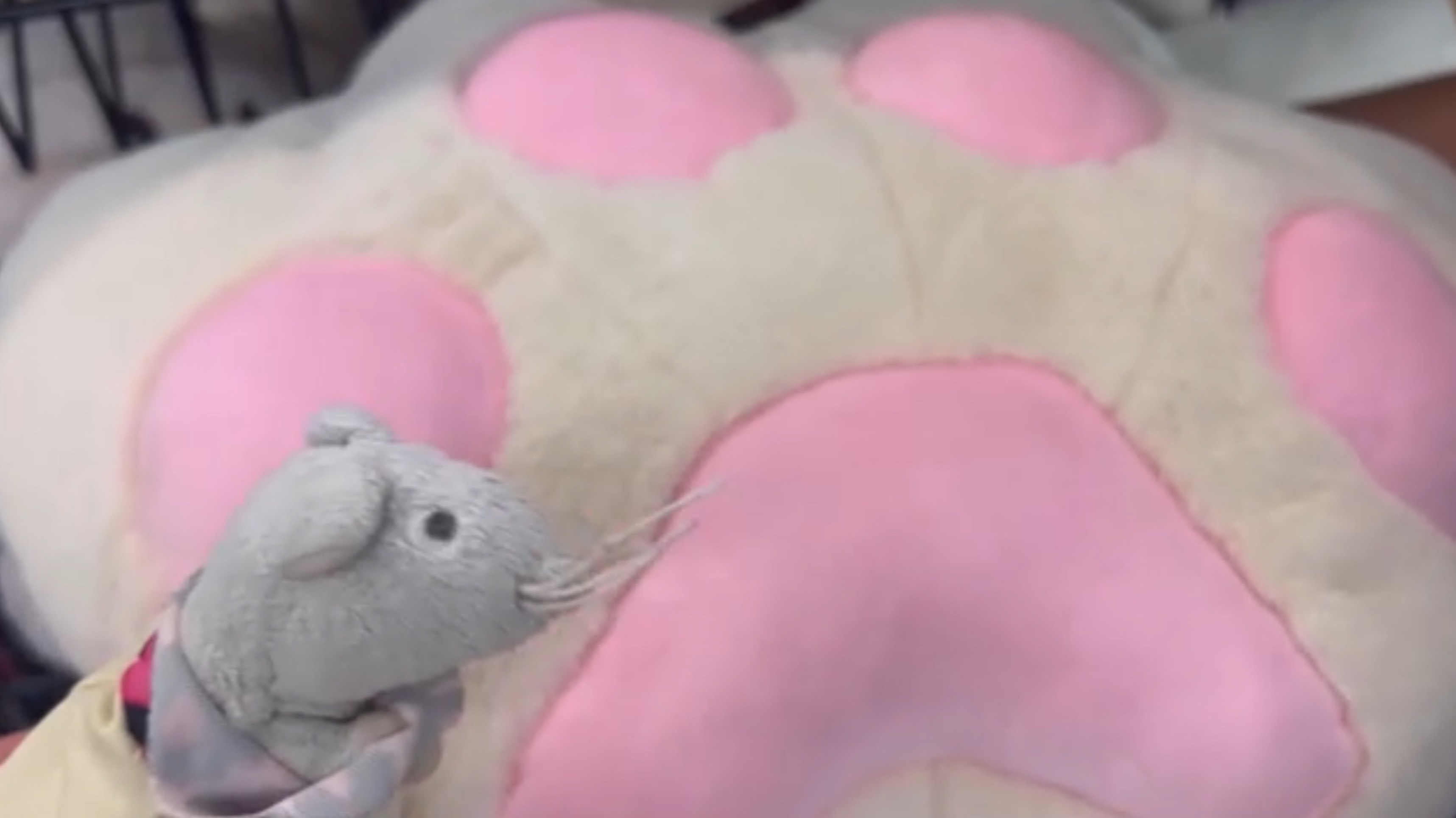 Буша нашла огромную пушистую таба лапку