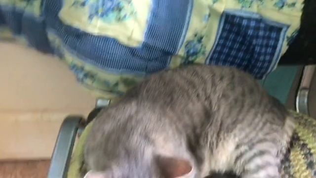 Тяжело болеет бабуля. Приехал Степашка