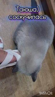Таюша) соскучилась. Кошки наше все.