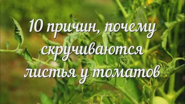 10 Причин, Почему Скручиваются Листья у Томатов. Что Делать