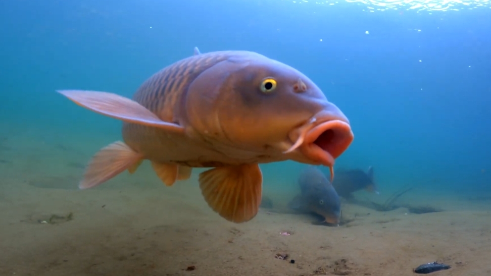 Момент, когда рыба клюнет на наживку! 🐠🐋🐟