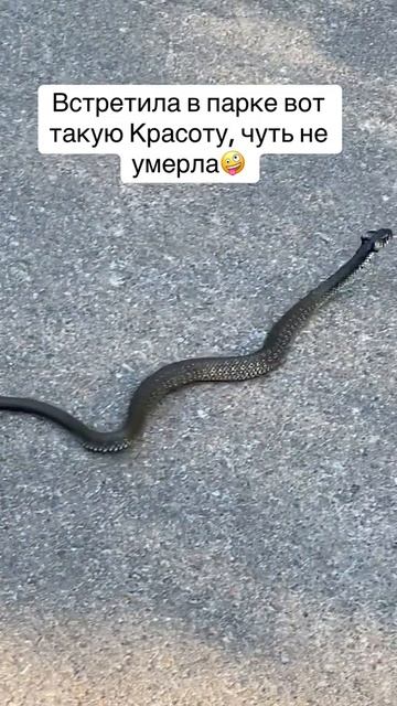 Встреча в Парке, что за змея?