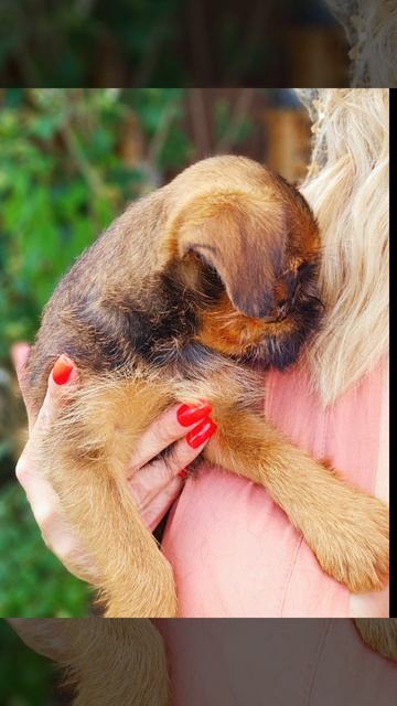 Бородач 🐶❤️