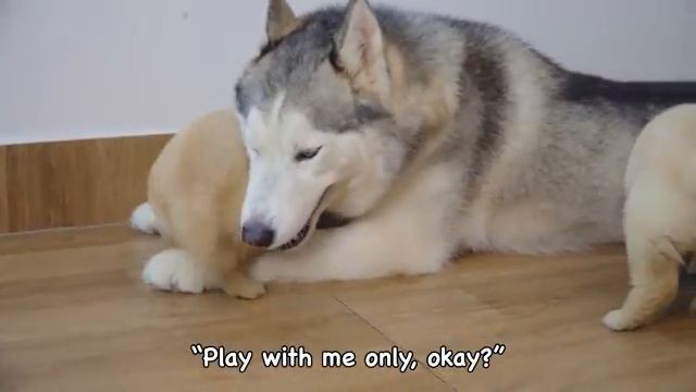 Хаски в восторге от того, что заботится о щенке золотистого ретривера (2025 год) (uu)