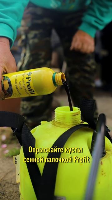 Розы будут цвести невероятно пышно и долго! Как продлить цветение роз