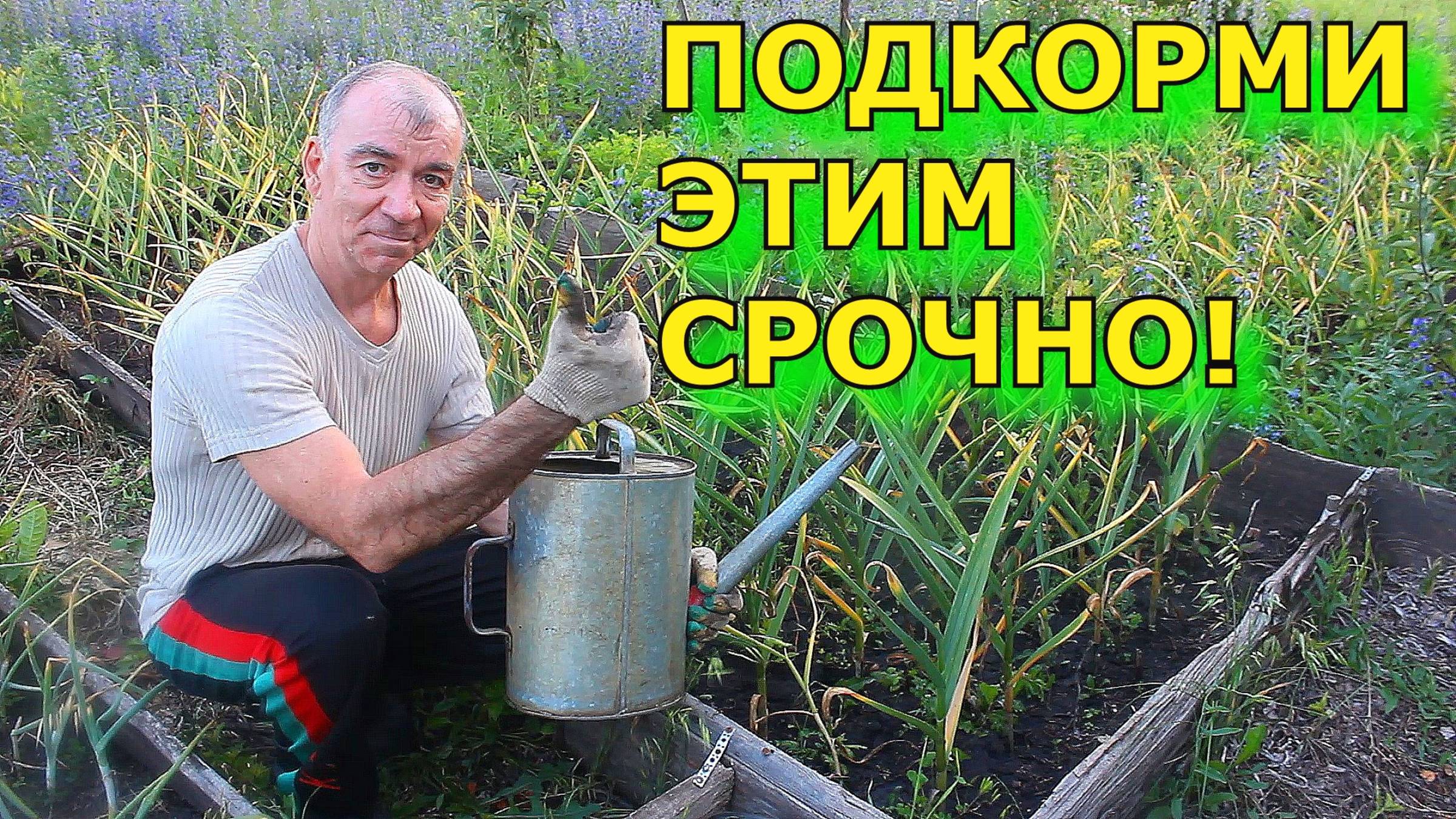 Что делаю Я в июле с луком и чесноком перед уборкой? Гигантские головки гарантированы!