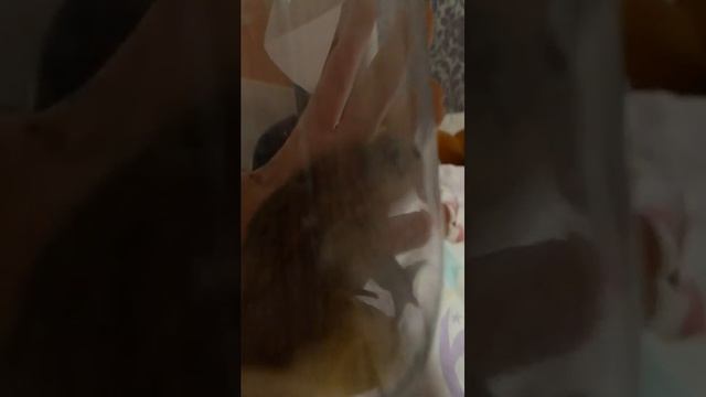 шок видео шок видео просто шок видео мы поймали жабу