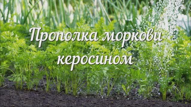 Шикарный Метод! Прополка Моркови Керосином. Керосин от Сорняков не Оставит и Следа