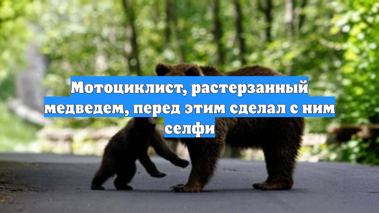 Мотоциклист, растерзанный медведем, перед этим сделал с ним селфи