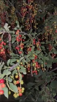 Красота на сон грядущий …12 июля 2025 год ..