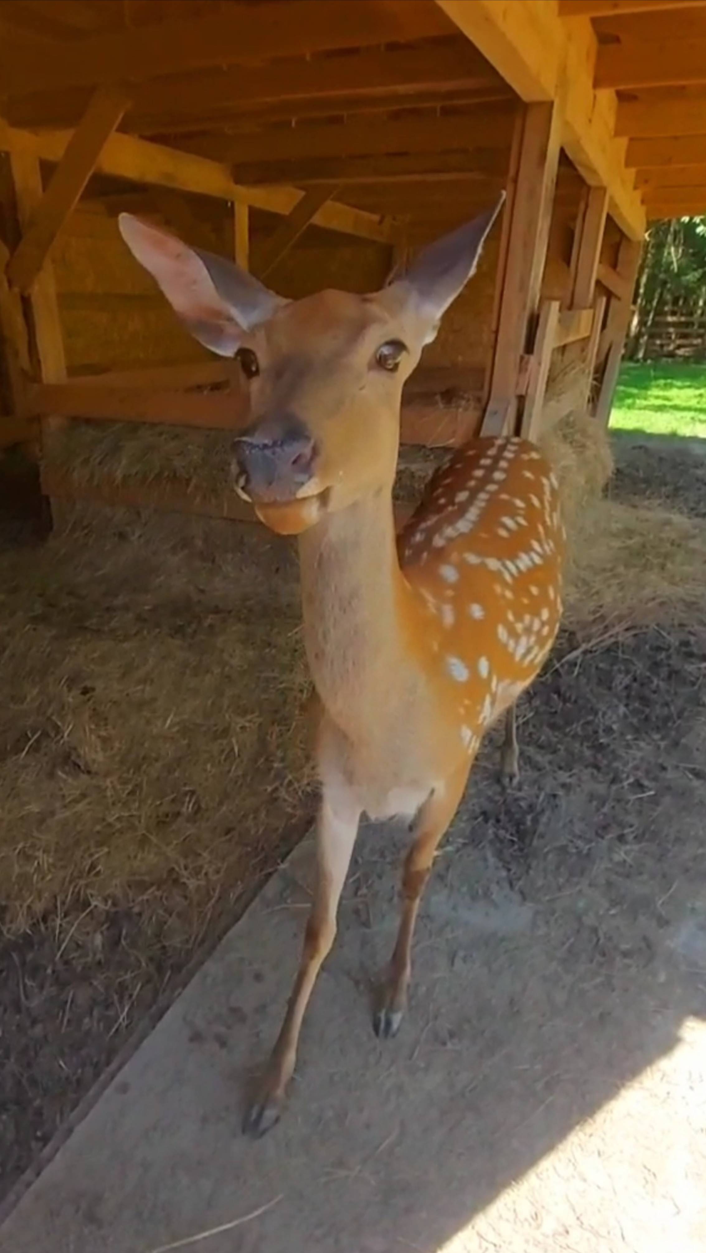 10.07.25 Олений парк🦌 Арт-Усадьба Веретьево, Дубна #подмосковье #парк #усадьба #отель #олени