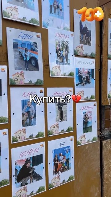 #животные #помощьбездомным #собака #помощь