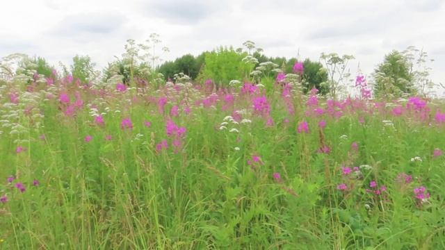 Кипрей цветёт и воробышки купаются в земле
