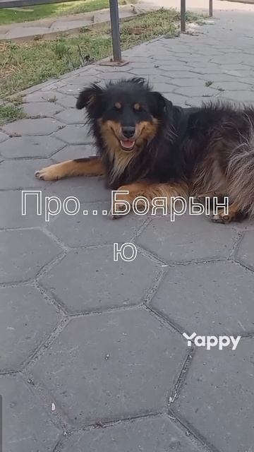 #бульдогирулят #рекомендации #собакадругчеловека #бульдожка #бакс #английскийбульдог