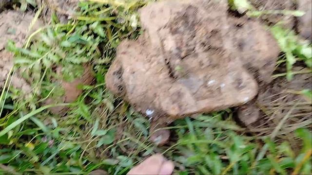 Металлокоп с Крестьянином Саней . То дождь , то жара 32 , но накопать  в копилочку 70 кг удалось )