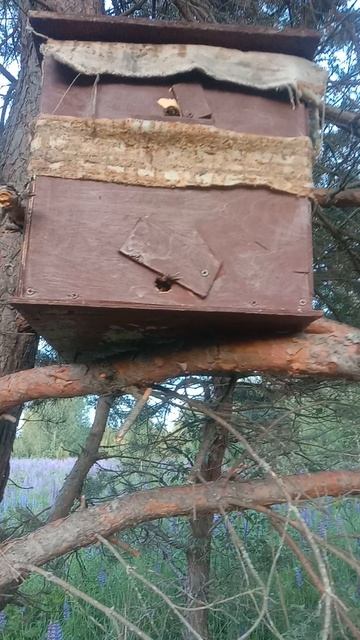 проверка попавшего роя