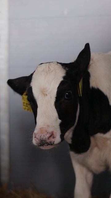 Пятница – время маленьких чемпионок! 🐮✨