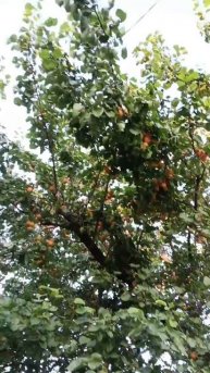 Три палки кинул и семь килограмм абрикосов собрал! Шли мимо, а тут оно! Абрикосовое дерево!