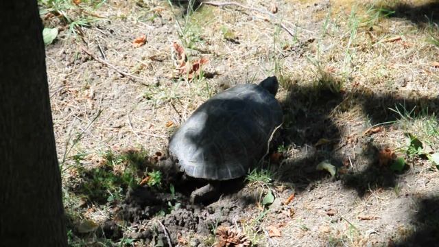 Черепаха откладывает яйца. Видео С.Т. Комарова