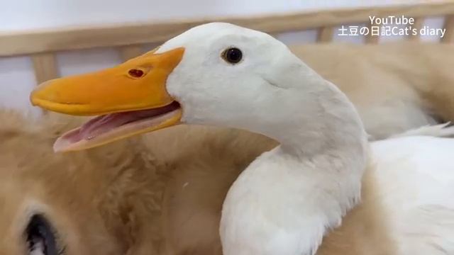 Самка золотистого ретривера привела домой утенка, чтобы пофлиртовать с ним (2025 год)