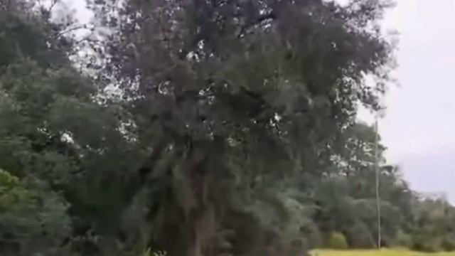 Я тучка, тучка, тучка, я вовсе не медведь🐻😂