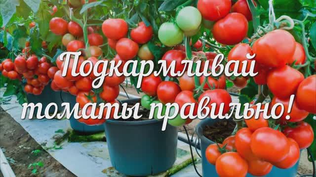 Подкармливай Томаты Правильно!