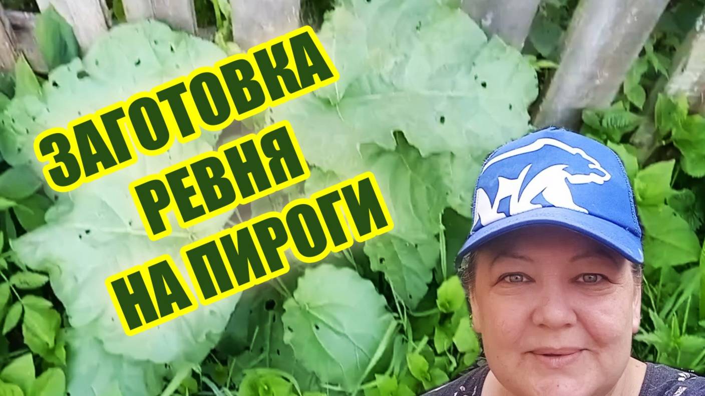 Обзор огорода I Ревень на зиму I Начинка для пирога