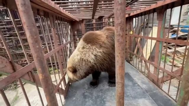 Медведица Маша из Листвянки обрела новый дом в питомнике «К-9»