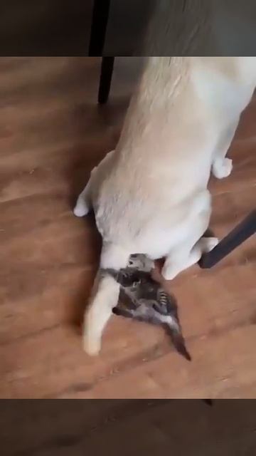 Котёнок и собачий хвост 🐕🦺😻🤩😉👍