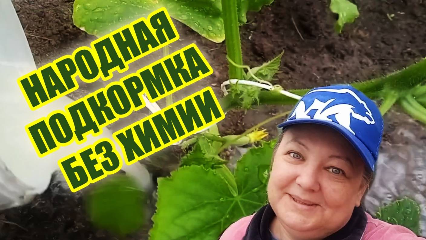 Мощная народная подкормка Литр под огурцы, томаты, перцы