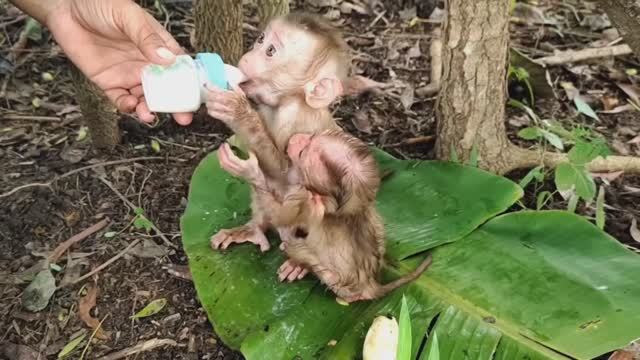 Обезьянкам этим МАЛЮСЕНЬКИМ повезло Нашли одних в лесу Постоянно кормят Ожили Растут МИЛАЯ ДОБРОТА
