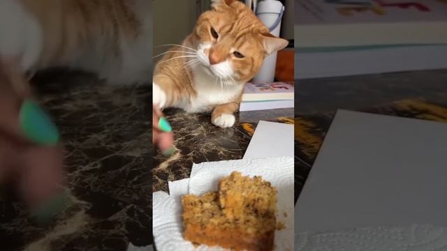 подборка смешных котиков