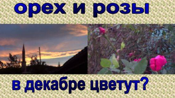 № 909 в декабре цветут орех и розы ! ?
