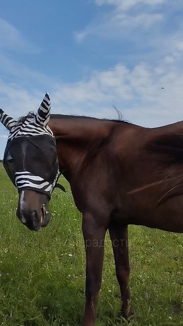 Прелести хорошей погоды 🦟 #лошади #природа