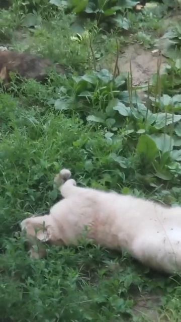 ВАСЬКА  ОТДЫХАЕТ