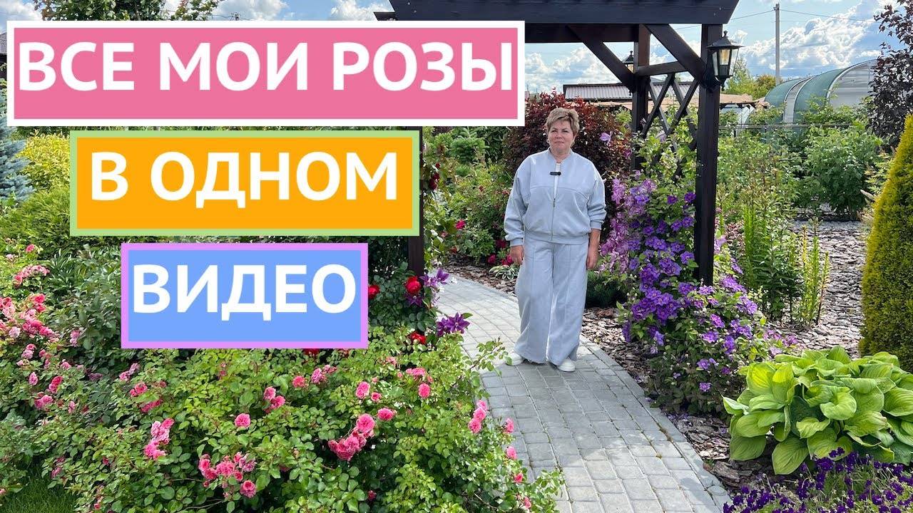 ТОЛЬКО ПОСМОТРИТЕ! НЕВЕРОЯТНОЕ ЦВЕТЕНИЕ РОЗ В ИЮЛЕ!