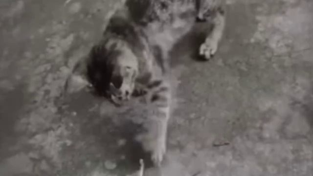 Мышка больная, мышку кушать нельзя🐭🤣