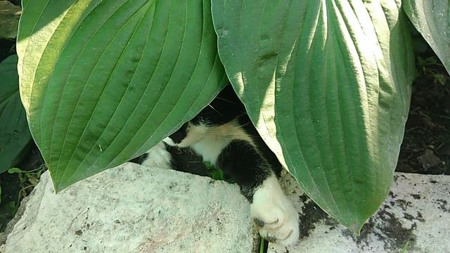 Спрятался от зноя