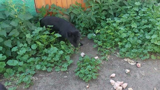 Дед Матвей ожил.