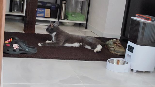 Папарацци в жизни кошки.