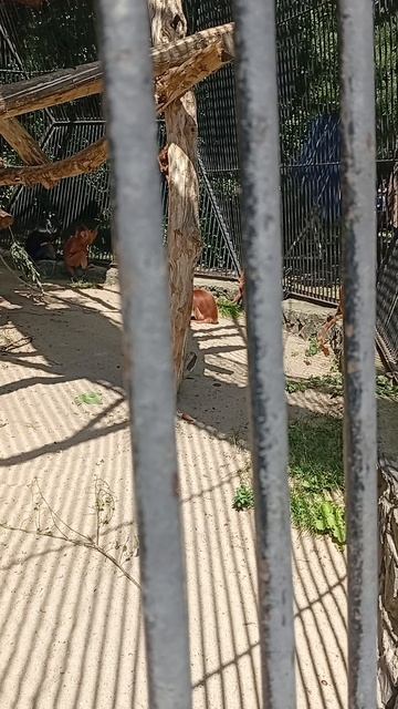 Люди в зоопарке разглядывают обезьян, а обезьяны людей
