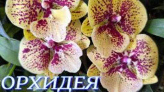 №1098/ ОБЗОР сортовых ОРХИДЕЙ в маг. ОРХИДЕЯ. Много УЦЕНЁННЫХ орхидей