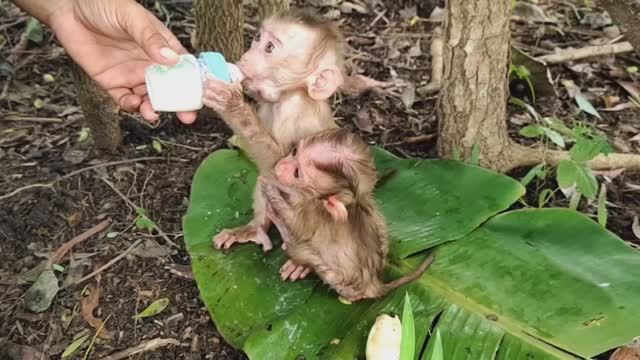 Обезьянкам этим МАЛЮСЕНЬКИМ повезло Нашли одних в лесу Постоянно кормят Ожили Растут МИЛАЯ ДОБРОТА