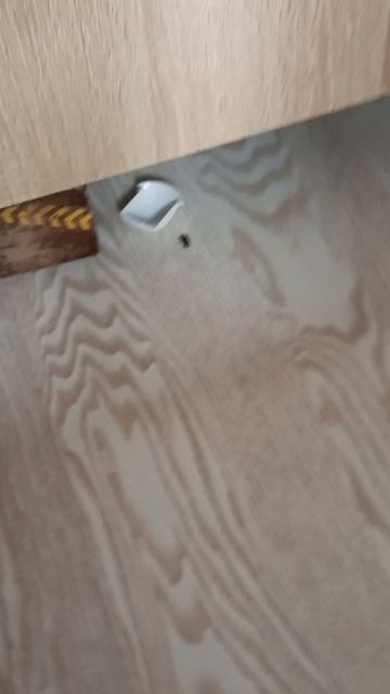 это не таракан😮💨