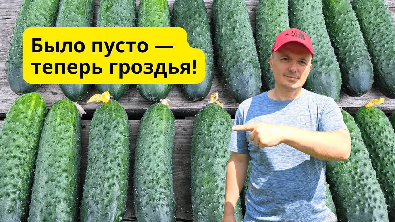 Почему нет огурцов Ошибка, которую легко исправить!