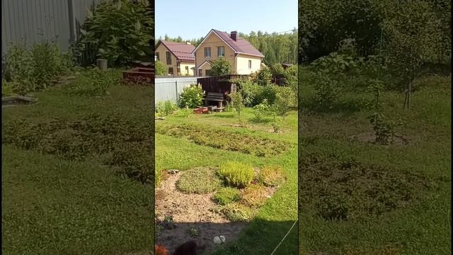 Старость или наглость🥴😻Цветении лилий,новые краски🌺🌺#нашипитомцы#жизньзагородом